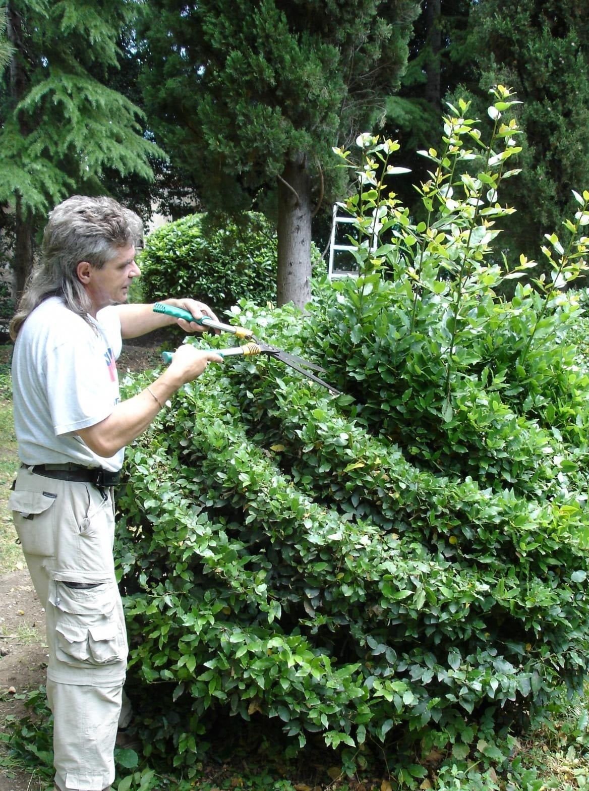 Almost Like in England-Cutting Evergreen Hedges