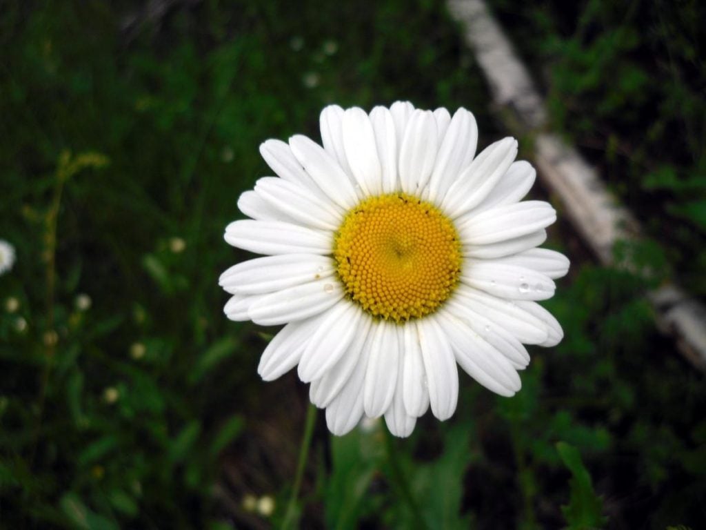 Time to Guess on Daisies