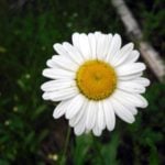 Time to Guess on Daisies