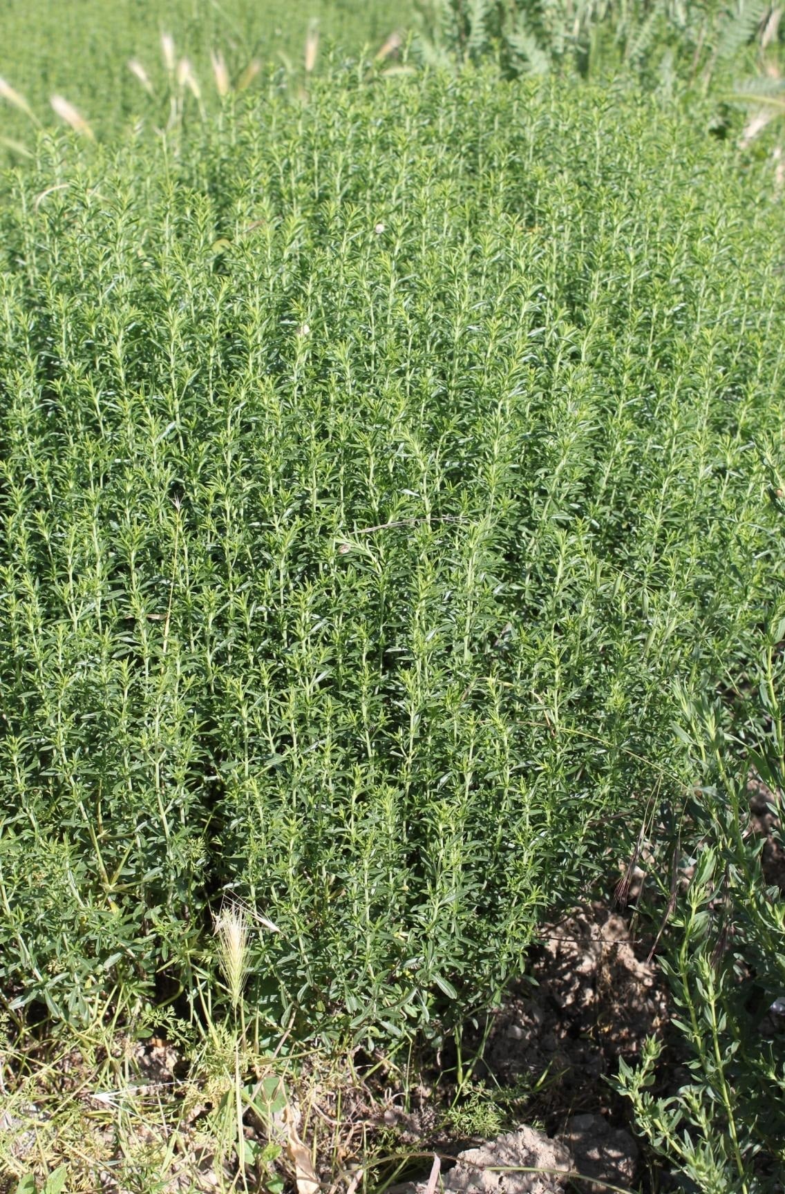 Prepare Tarragon for Pickling Cucumbers