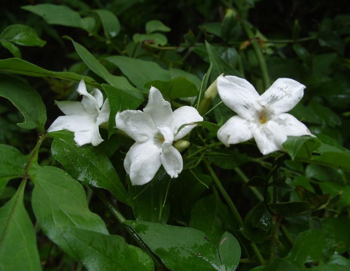 It's Time Jasmine to Bloom