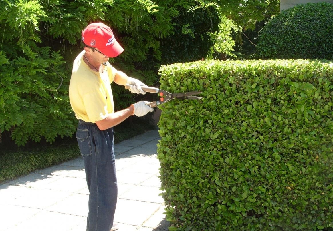 Almost Like in England-Cutting Evergreen Hedges