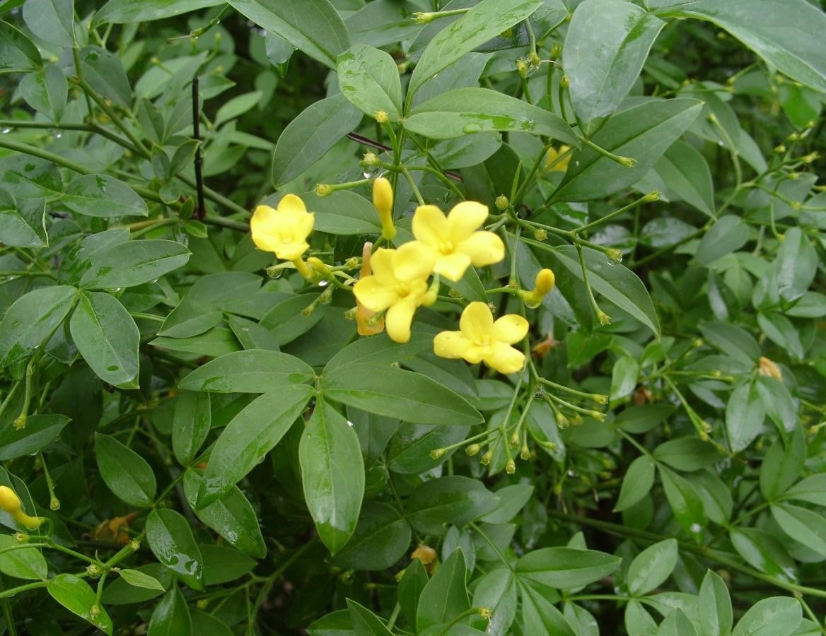 It's Time Jasmine to Bloom