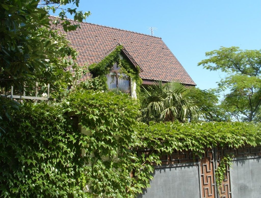 House With Grapes