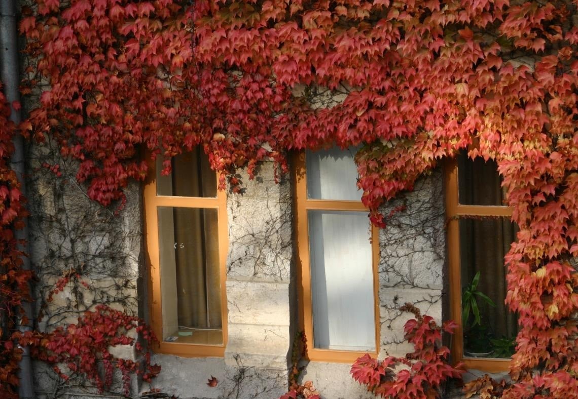 House With Grapes