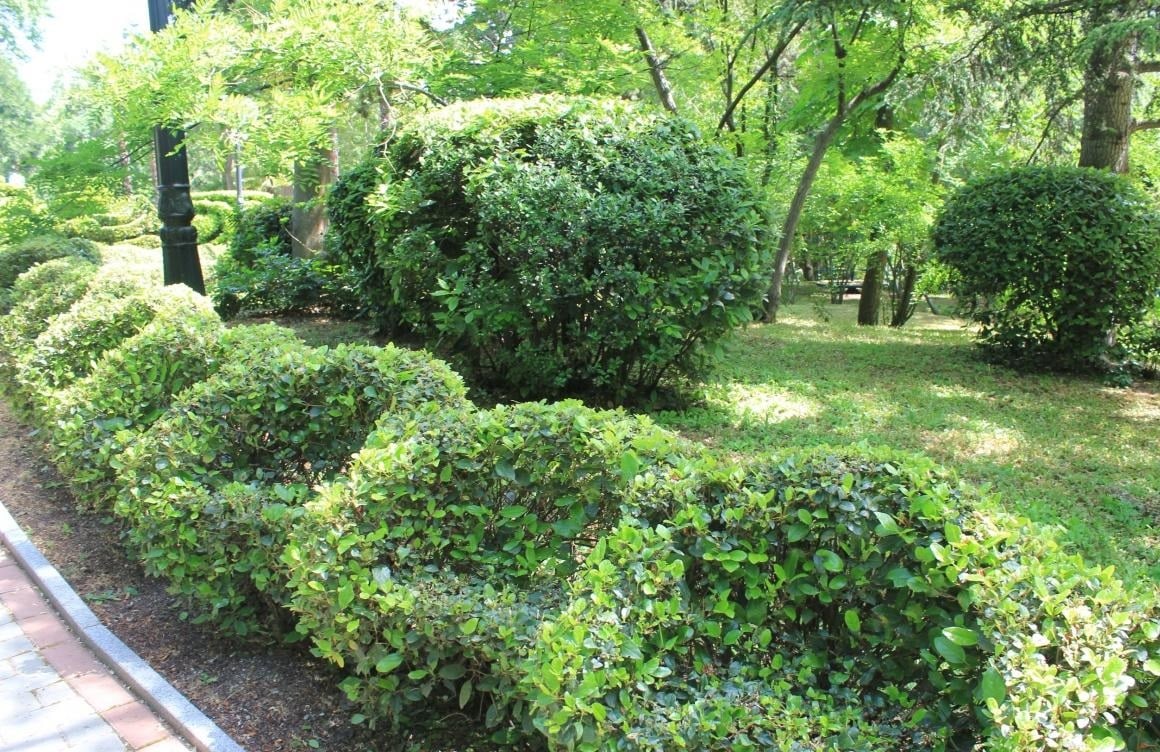 Almost Like in England-Cutting Evergreen Hedges