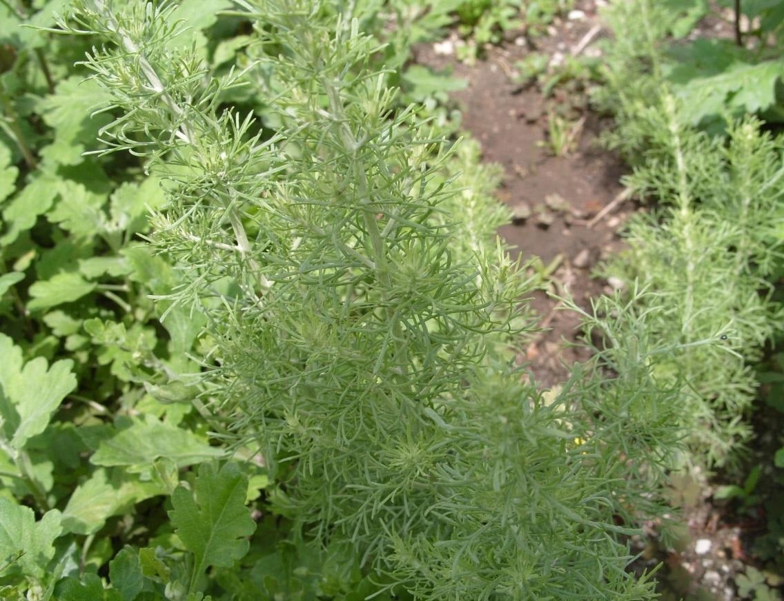 Prepare Tarragon for Pickling Cucumbers