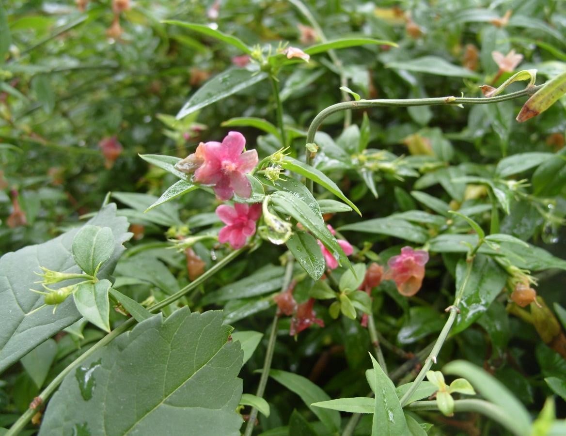 It's Time Jasmine to Bloom