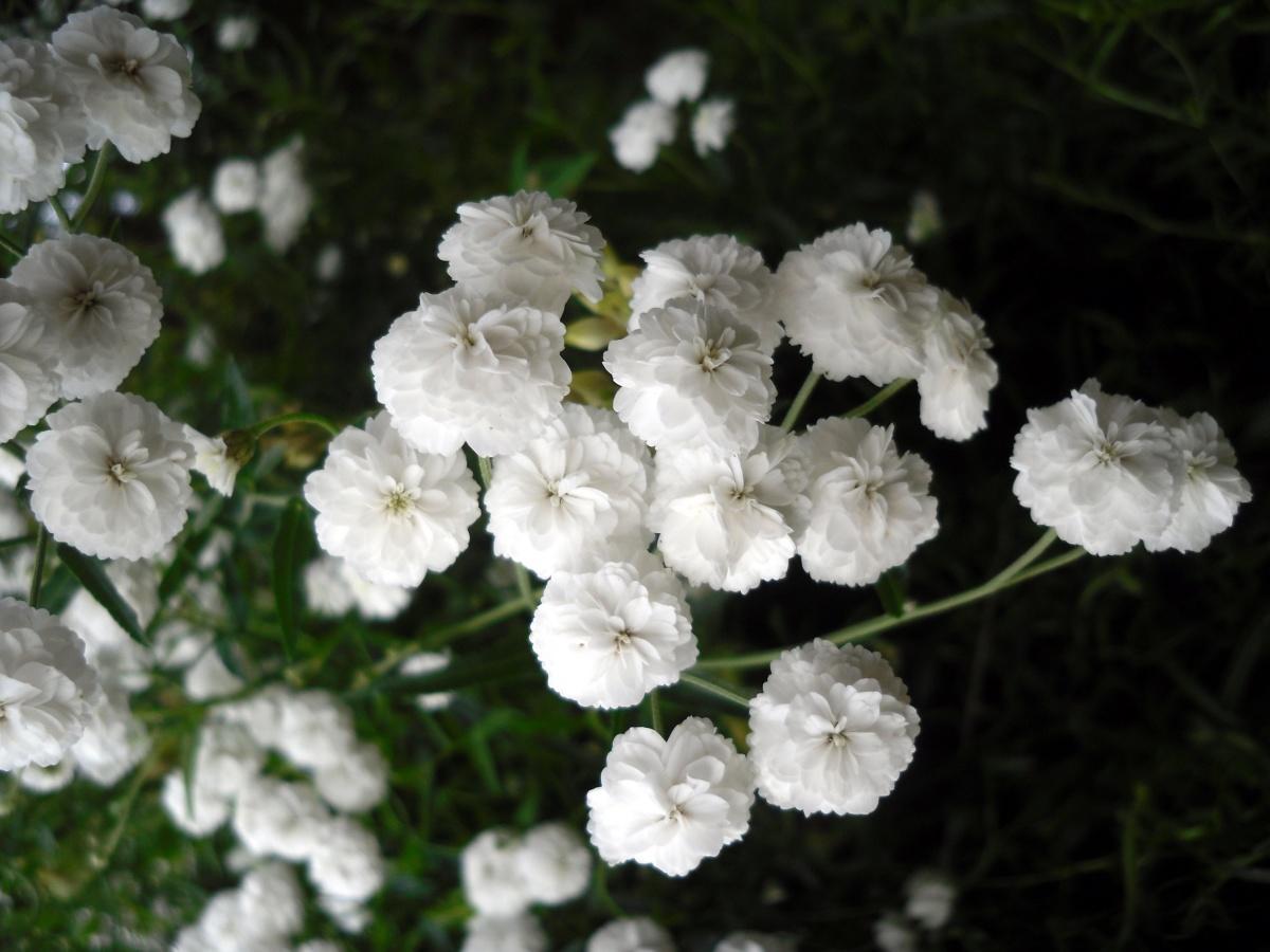 Forest and Field Plants in the Garden: Achillea