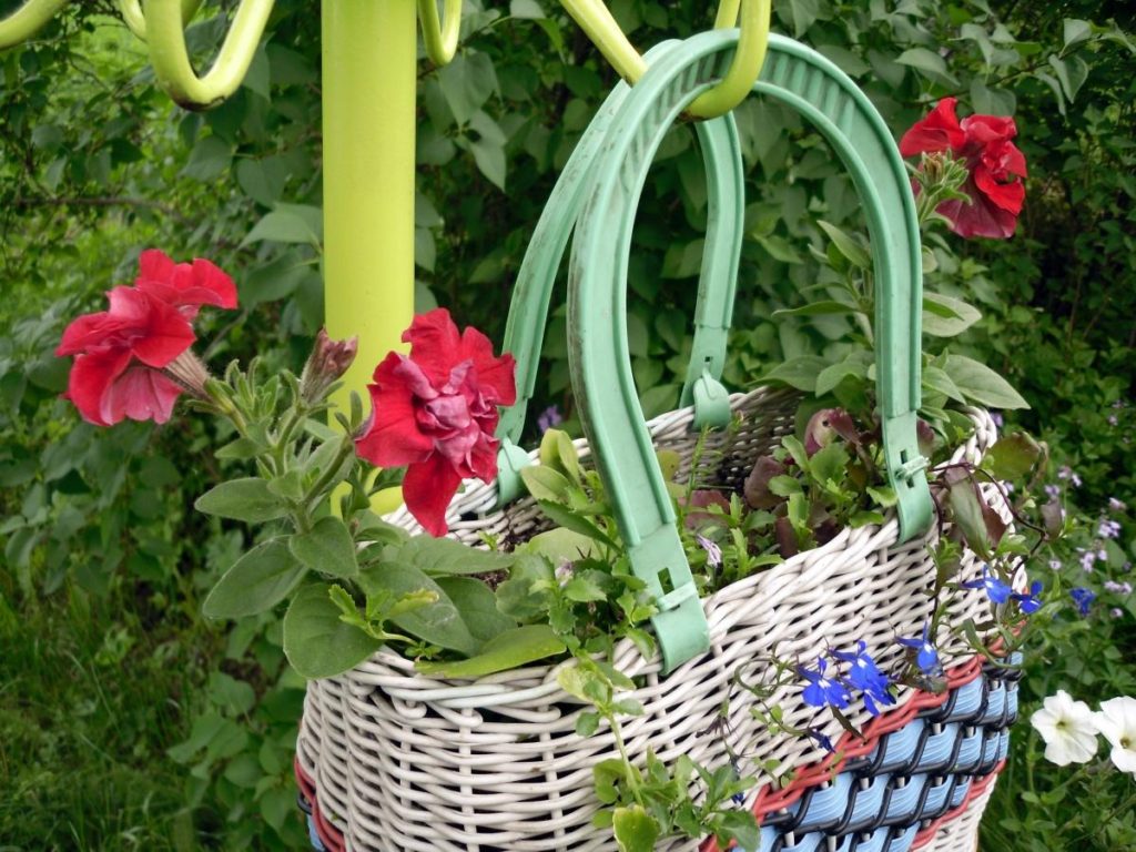Bright Palette of Petunias