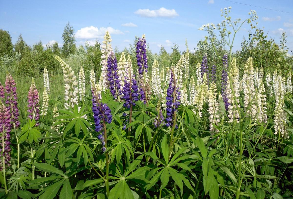 Lupine - Lush Garden Decoration