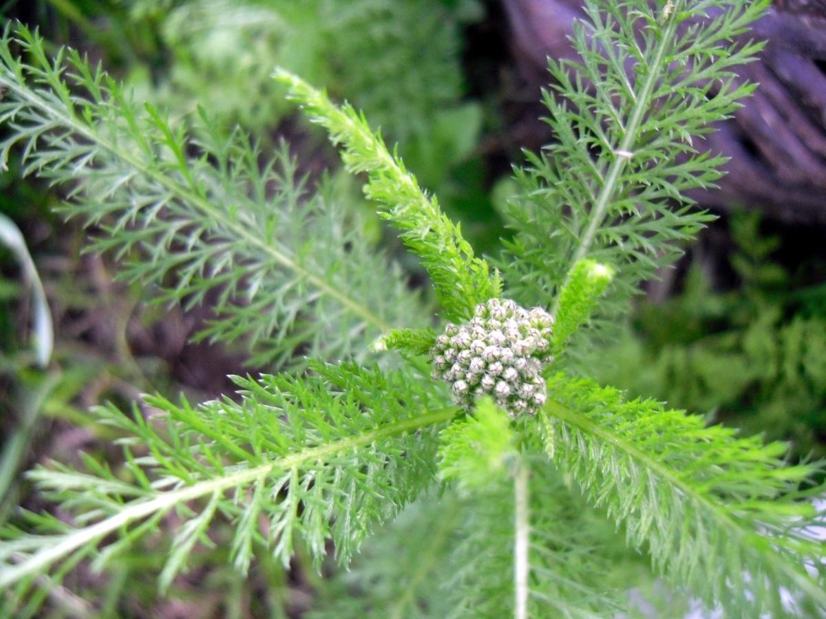 Forest and Field Plants in the Garden: Achillea