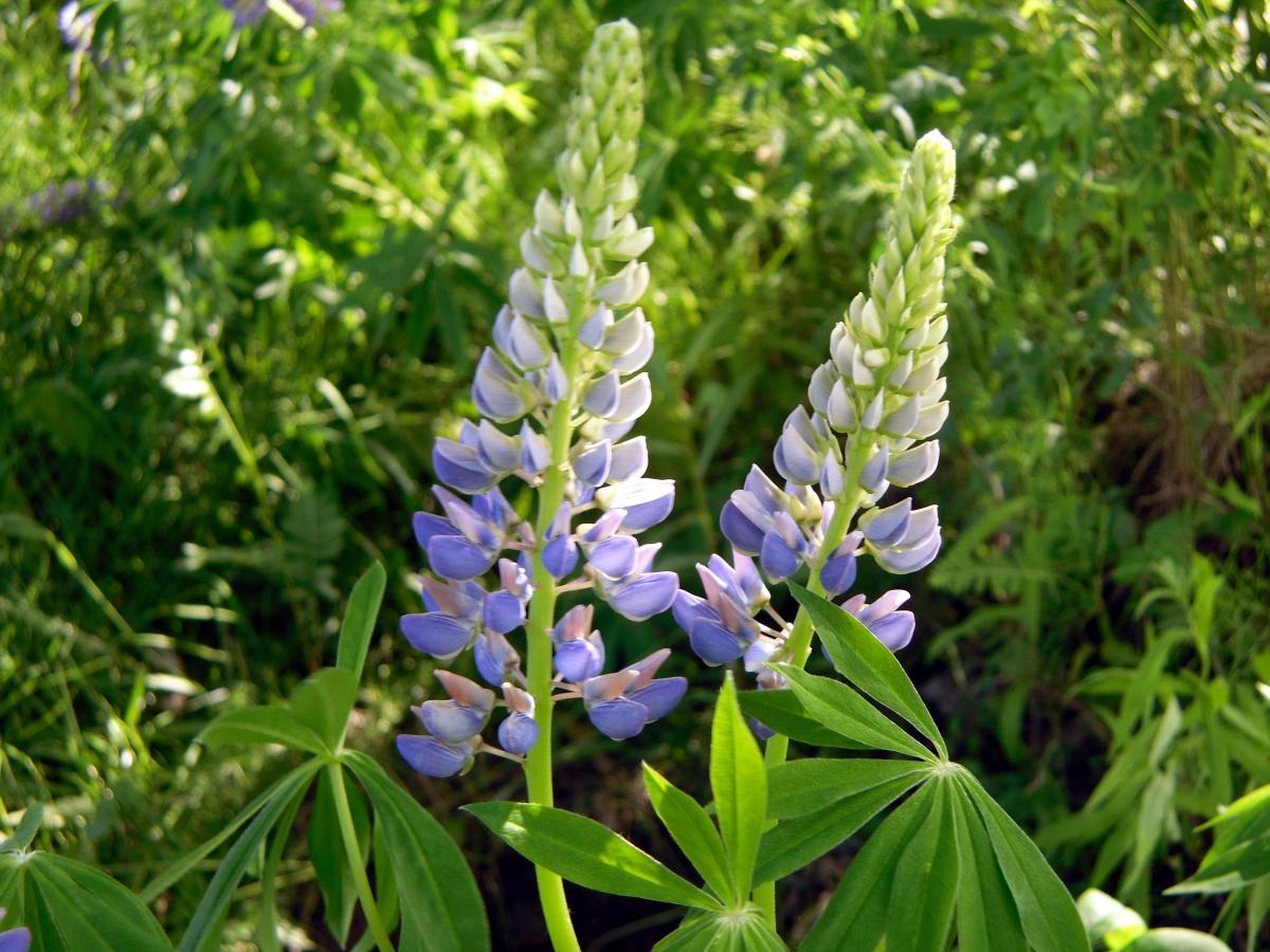 Lupine - Lush Garden Decoration