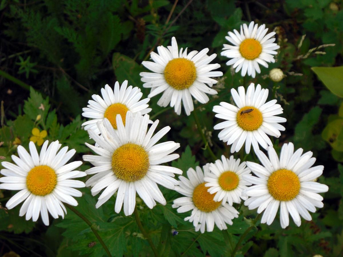 Time to Guess on Daisies