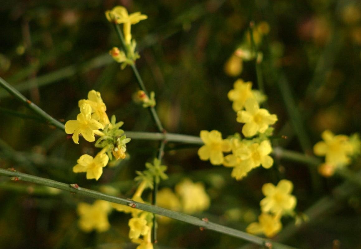 It's Time Jasmine to Bloom