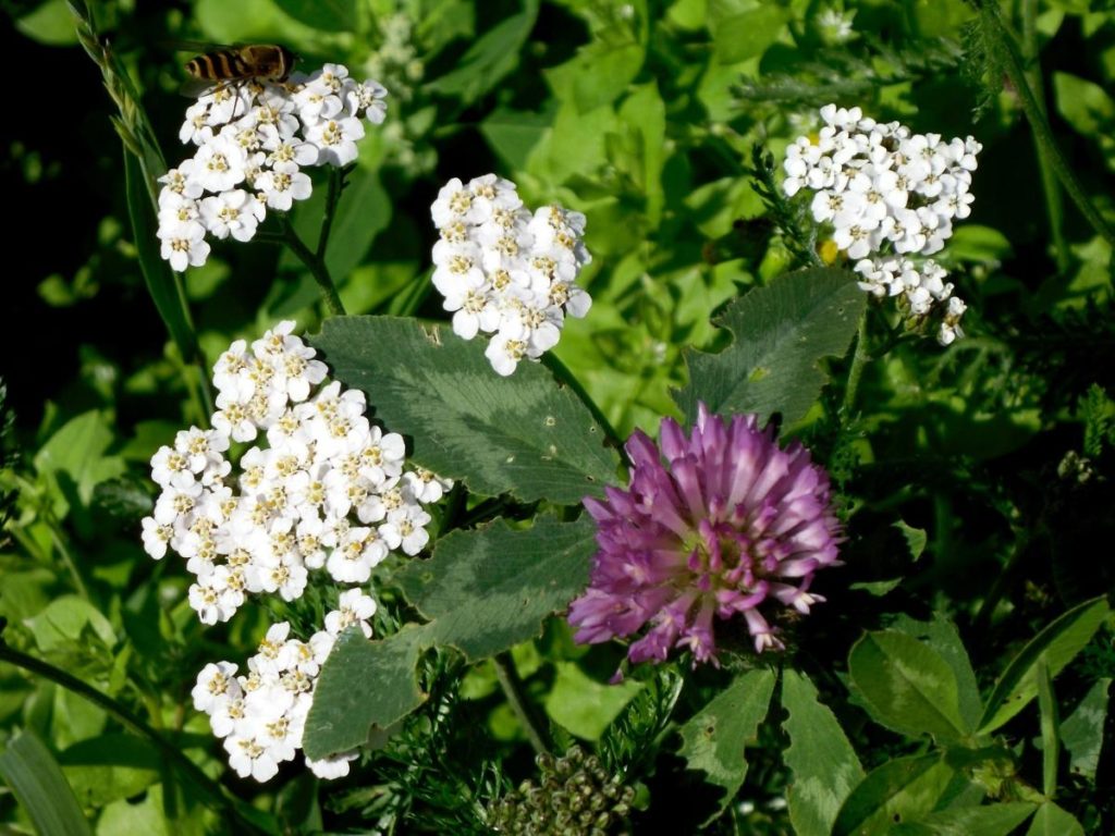 Forest and Field Plants in the Garden: Achillea