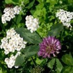 Forest and Field Plants in the Garden: Achillea