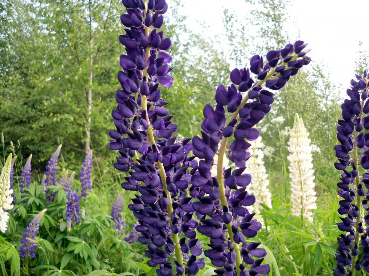 Lupine - Lush Garden Decoration