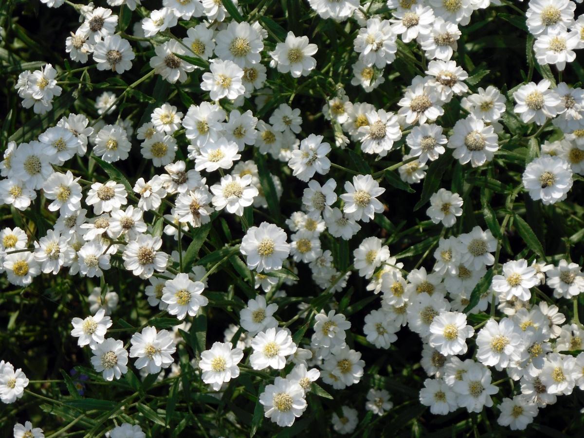 Forest and Field Plants in the Garden: Achillea