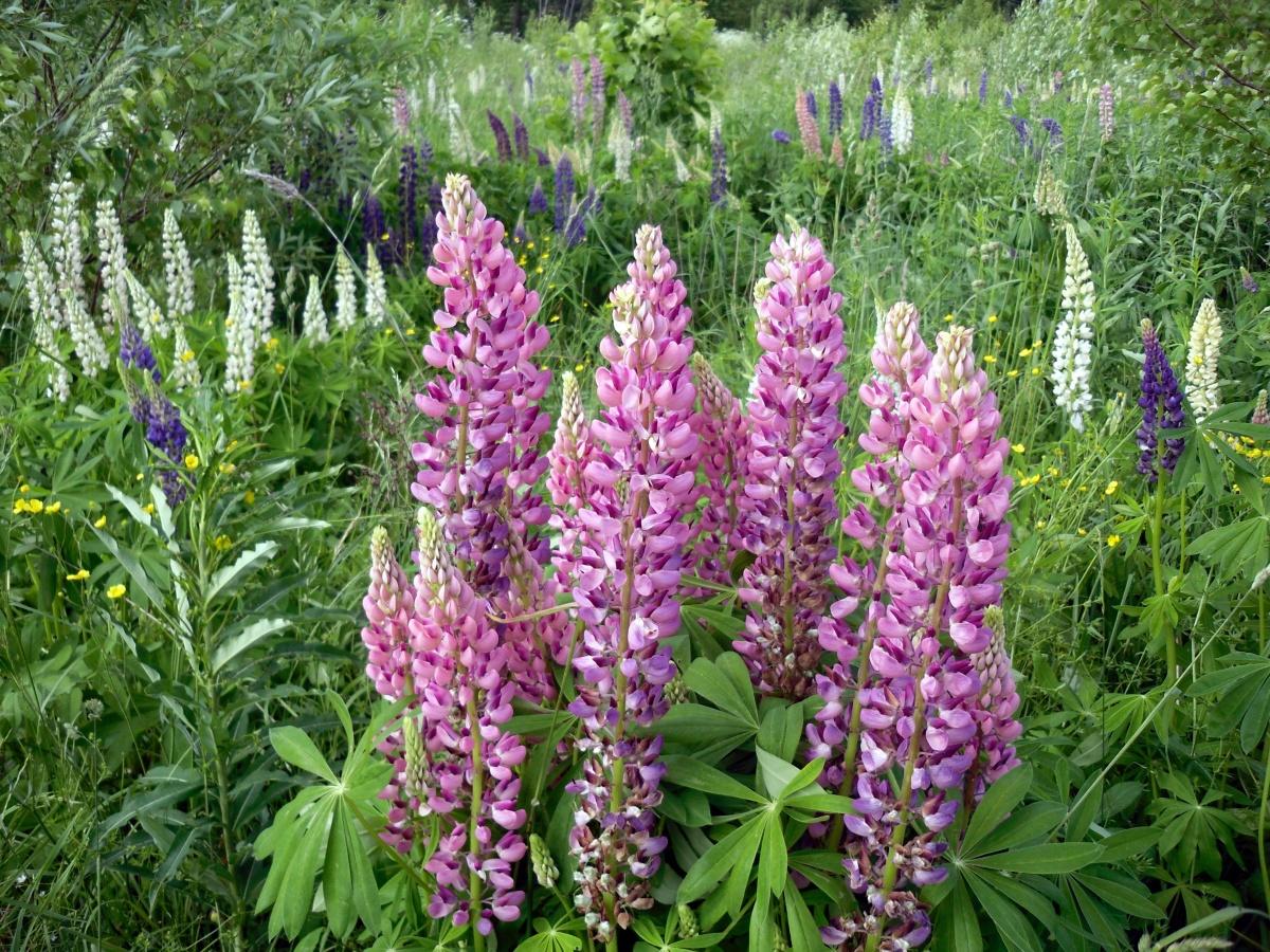 Lupine - Lush Garden Decoration