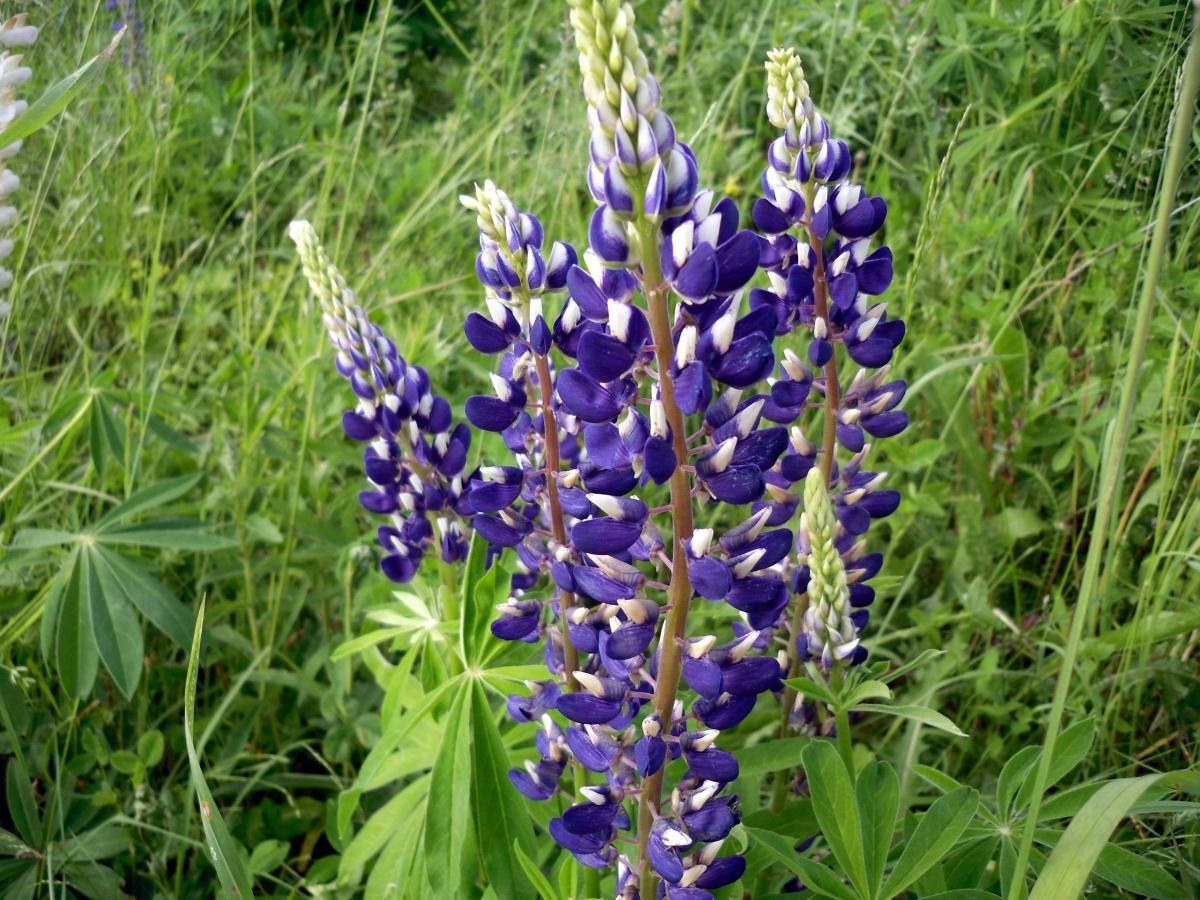 Lupine - Lush Garden Decoration