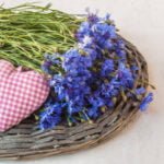 Blue Cornflowers and Not Only Growing in the Garden