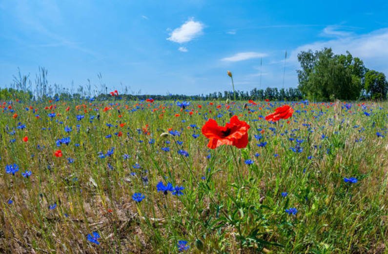 Blue Cornflowers and Not Only Growing in the Garden