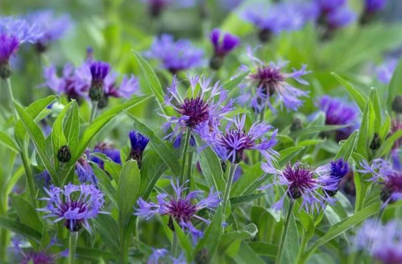 Blue Cornflowers and Not Only Growing in the Garden