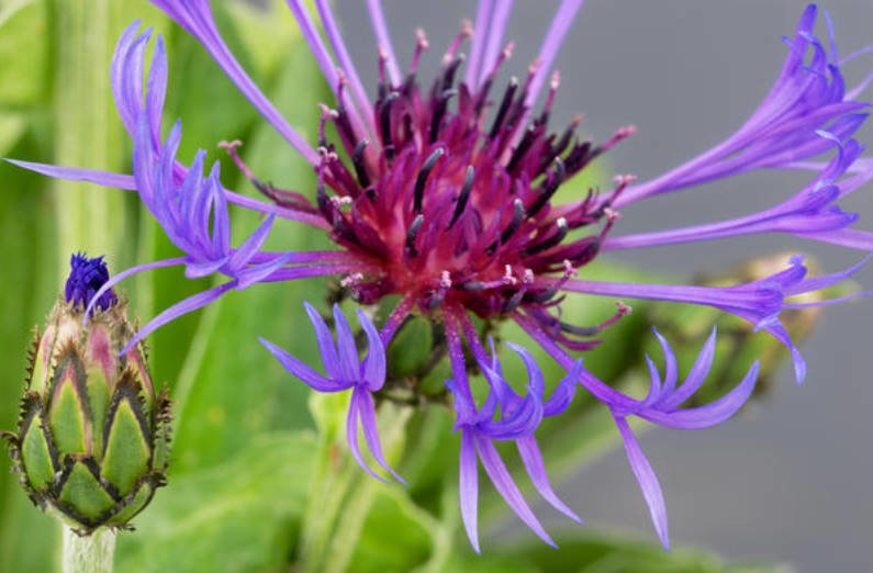 Blue Cornflowers and Not Only Growing in the Garden