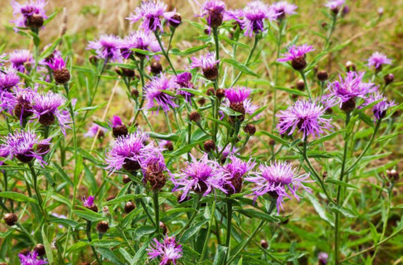 Blue Cornflowers and Not Only Growing in the Garden