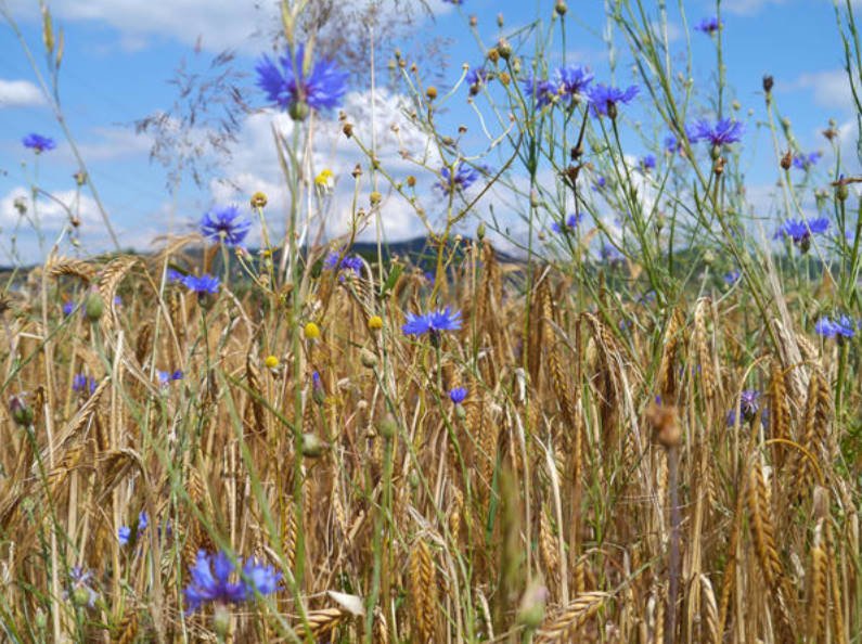 Blue Cornflowers and Not Only Growing in the Garden
