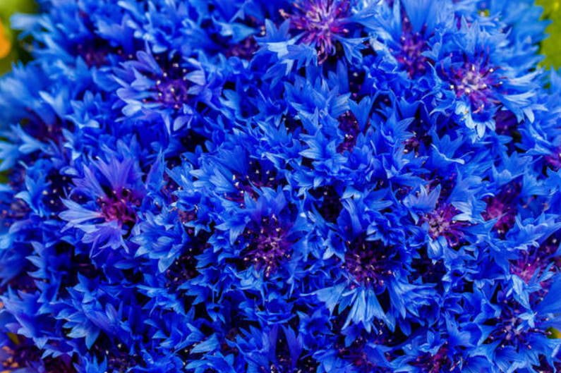 Blue Cornflowers and Not Only Growing in the Garden