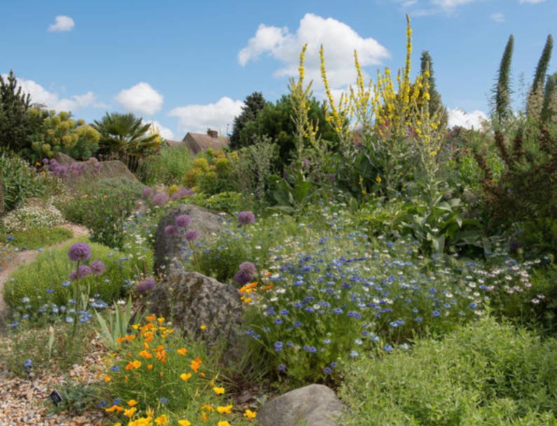 Blue Cornflowers and Not Only Growing in the Garden