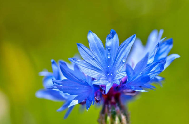 Blue Cornflowers and Not Only Growing in the Garden
