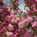 Cherry Glandular – Sakura Median Strip