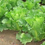 Peking Cabbage: Features of Agricultural Technology