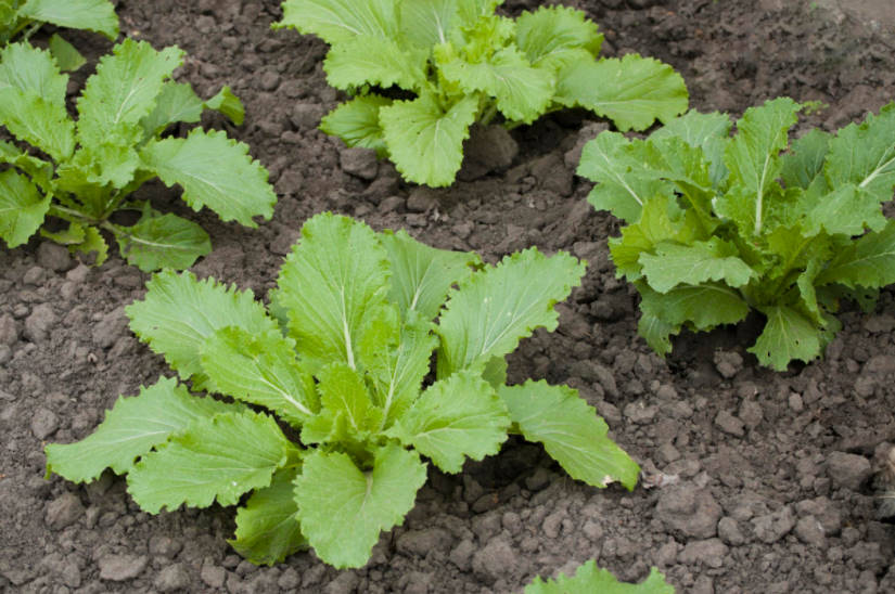Peking Cabbage: Features of Agricultural Technology