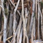 Extraordinary Transformation of an Ordinary Tree
