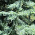 Features of Exotic Conifers Plants