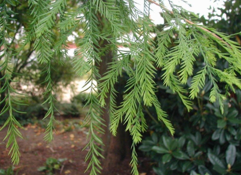 Features of Exotic Conifers Plants