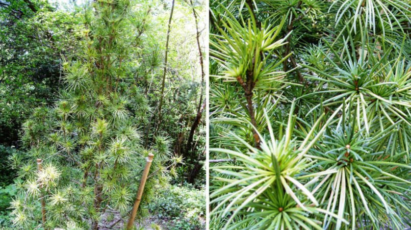 Features of Exotic Conifers Plants