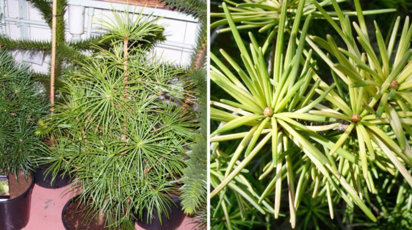 Features of Exotic Conifers Plants