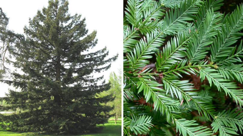 Features of Exotic Conifers Plants