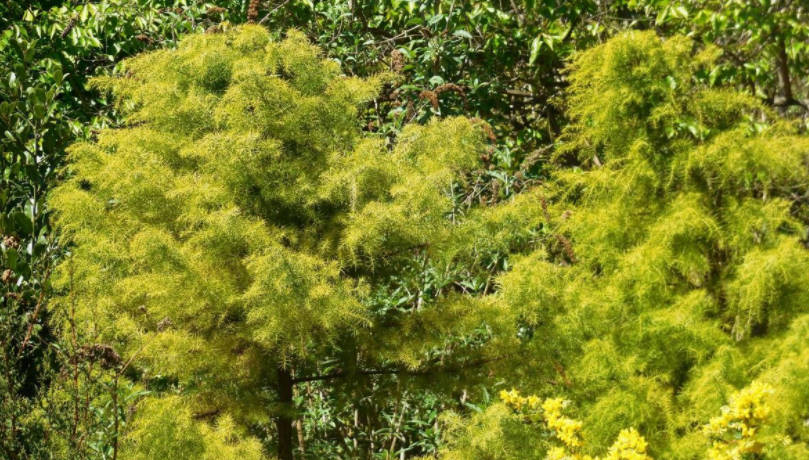 Features of Exotic Conifers Plants