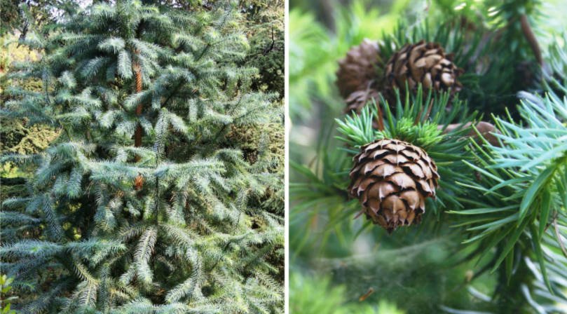 Features of Exotic Conifers Plants