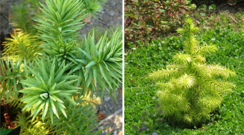 Features of Exotic Conifers Plants