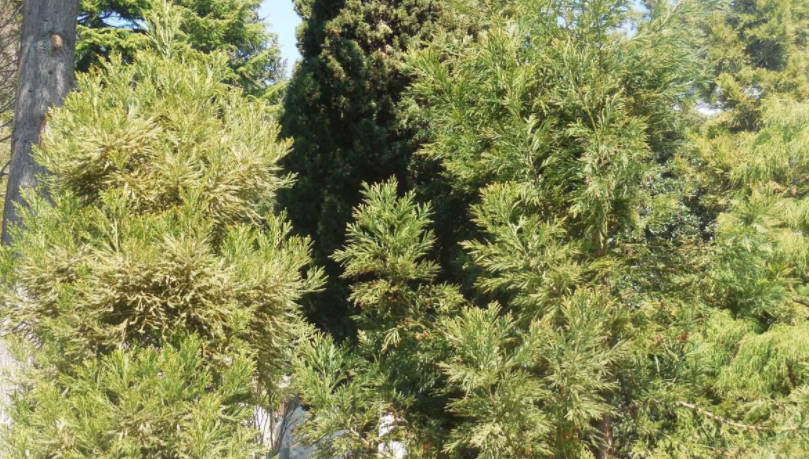 Features of Exotic Conifers Plants