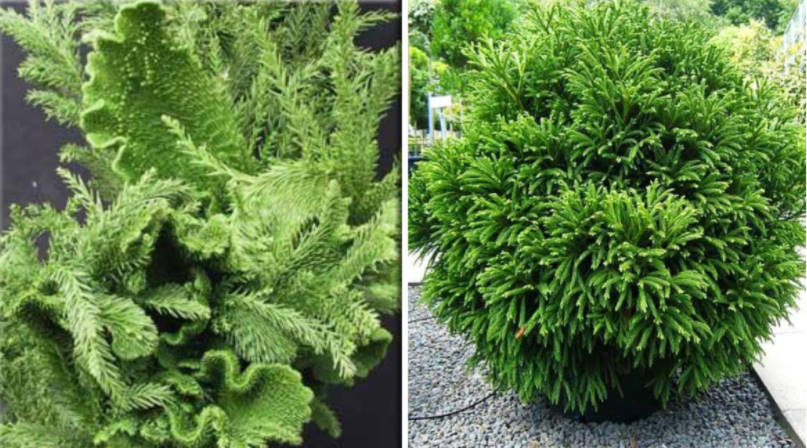 Features of Exotic Conifers Plants