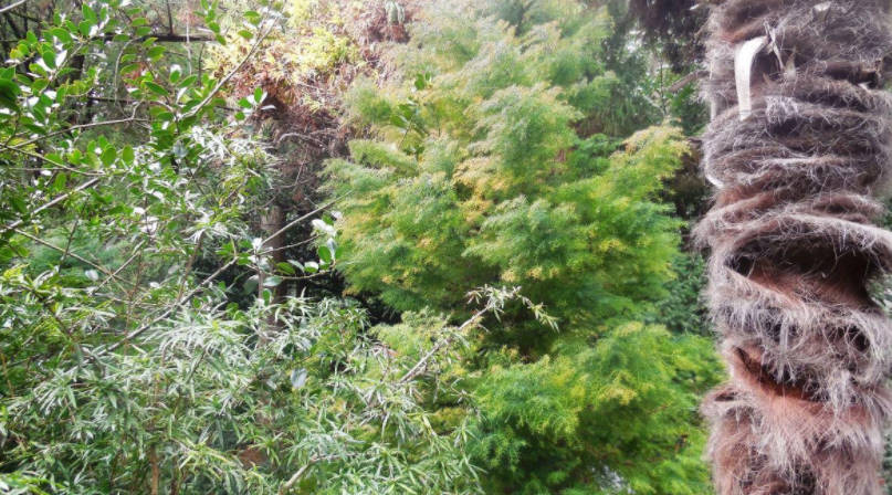 Features of Exotic Conifers Plants