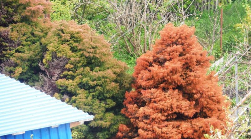 Features of Exotic Conifers Plants